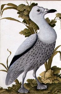 Grijze Gans, c.1740 door German School