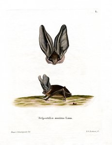 Grijze Langoorvleermuis