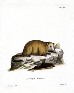 Bosmarmot