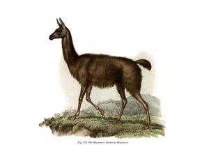 Guanaco