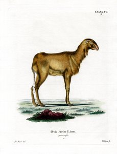Guinees schaap