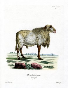 Guinese schaap door German School
