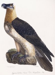 Gypaetus barbatus Sonnini door German School