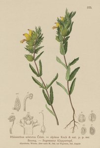 Haarige Gele Ratelaar (Rhinanthus aristatus, Rhinanthus alpinus) door German School
