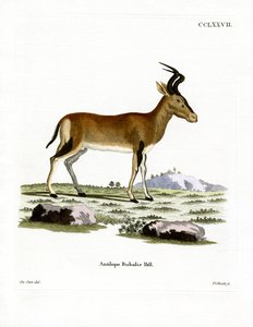 Hartebeest door German School