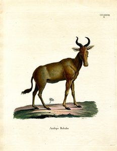Hartebeest door German School