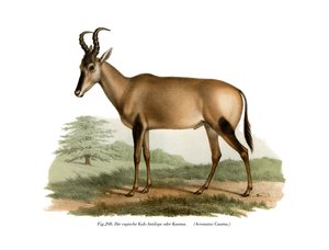 Hartebeest door German School