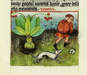 Mandragora oogsten, De Rerum Naturis - Rabanus Maurus, c.1425
