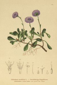 Hartbladige Kogelbloem (Globularia cordifolia) door German School