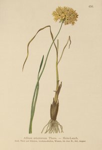 Heide Knoflook (Allium ericetorum, Allium ambiguum, Allium graminifolium)