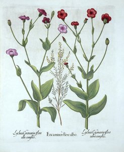 Heide en Twee Soorten Lychnis, uit Hortus Eystettensis, door Basil Besler, gepubliceerd 1613