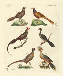 Hoenderachtige vogels