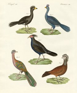 Hoenderachtige vogels van warme landen