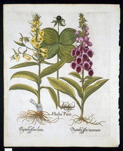 Herb Paris (Solanum quadrifolium), gewone vingerhoedskruid (Digitalis Purpurea) grote gele vingerhoedskruid uit Hortus Eystettensis door Basil Besler (1561-1629) gepubliceerd in 1613