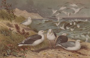 Zilvermeeuw en Grote Mantelmeeuw, plaat uit Brehms Tierleben: Allgemeine Kunde des Tierreichs, vol.6, p.108, gepubliceerd door Bibliographisches Institut, 1892 door German School