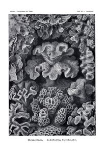 Hexacoralla