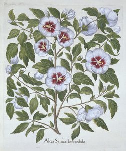 Hibiscus syriacus, uit Hortus Eystettensis, door Basil Besler, gepubliceerd 1613 door German School