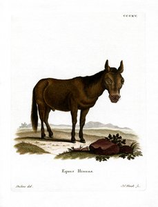 Muilezel