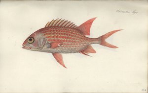 Holocentrus ascensionis, voor 1790 door German School