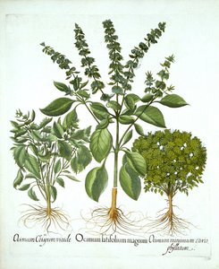Heilige Basilicum en twee andere soorten basilicum, uit "Hortus Eystettensis", door Basil Besler