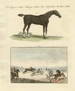Paardenraces in Engeland