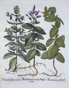 Horsemint en Spearmint, uit Hortus Eystettensis, door Basil Besler, gepubliceerd 1613 door German School