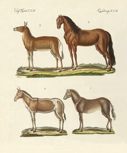 Paarden en ezels