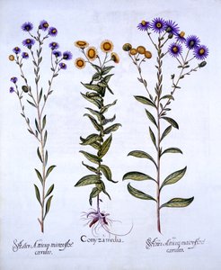 Paardenkruid, Butterweed, Vlooienkruid en Europese Michaelmas Madeliefjes, uit Hortus Eystettensis, door Basil Besler, 1613 door German School