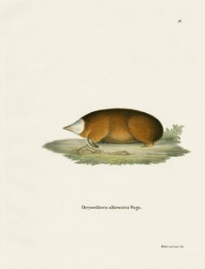 Hottentot gouden mol door German School