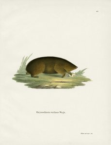 Hottentot Gouden Mol