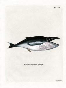 Bultrugwalvis