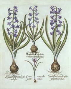 Hyacinten en een Herfstkrokus, uit Hortus Eystettensis, door Basil Besler, gepubliceerd 1613 door German School