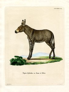 Hybride zebra