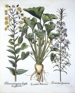 I Squirting komkommer, ii Smalbladige Havikskruid, iii Rozemarijn, uit Hortus Eystettensis, door Basil Besler, gepubliceerd 1613 door German School