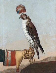 IJslandse Giervalk, 1759