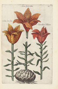 Illustratie uit "Florilegium ... tractans de variis floribus et aliis indicis plantis as vivum delineatum in duabus partis et quatuor linguis concinnatum" door Emanuel Sweert, 1612-14 door German School