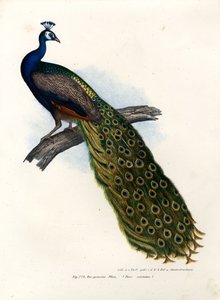 Indiase Blauwe Pauw, 1864