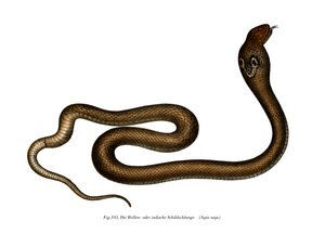Indische cobra