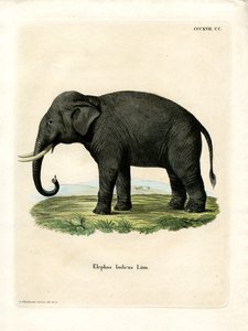 Indiase olifant