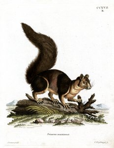 Indische Reuze Eekhoorn