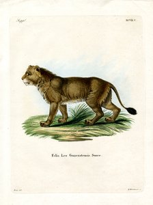 Indische Leeuw door German School