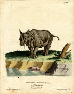 Indische Neushoorn