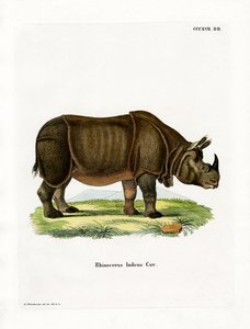 Indische neushoorn door German School