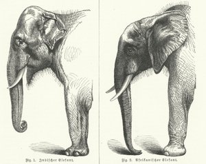 Indische en Afrikaanse olifanten door German School