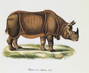 Indische neushoorns (Rhinoceros indicus), uit Zoogdieren geïllustreerd uit de natuur met beschrijvingen, door Johann Christian Daniel von Schreber, gravure en tekening door A Fleischmann, volume 6-7, tafel 317-D-D, Duitsland door German School