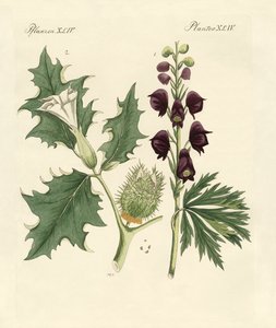 Inheemse giftige planten