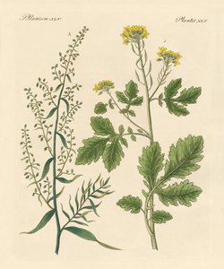 Inheemse specerijplanten door German School