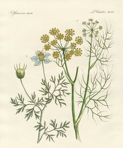 Inheemse specerijplanten