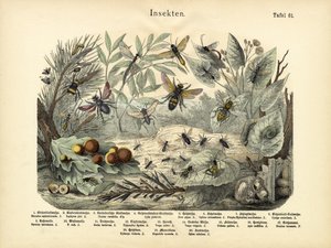 Insecten, ca. 1860 door German School