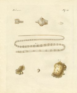 Intestinale wormen